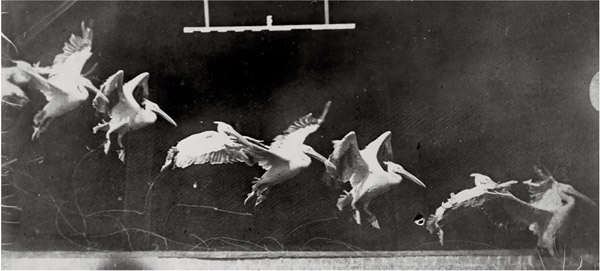 Etienne-Jules Marey und der Pelikan